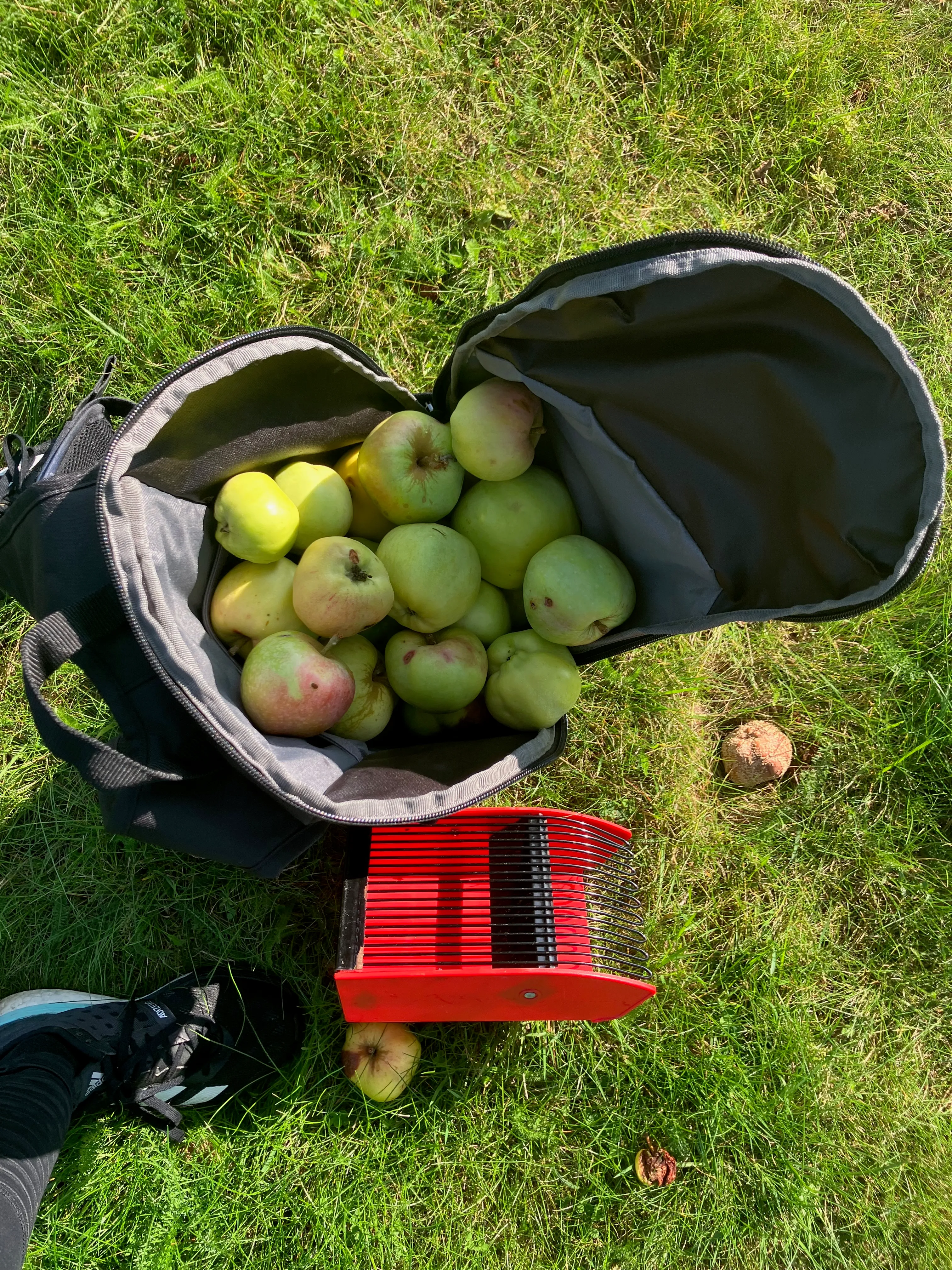 Omenat ja päärynät