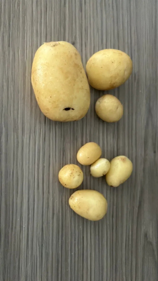 Erikokoisia perunoita puulevyllä