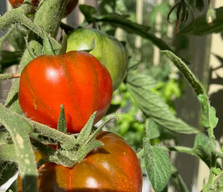 Satojen valmistuminen 2025 - Project Preview